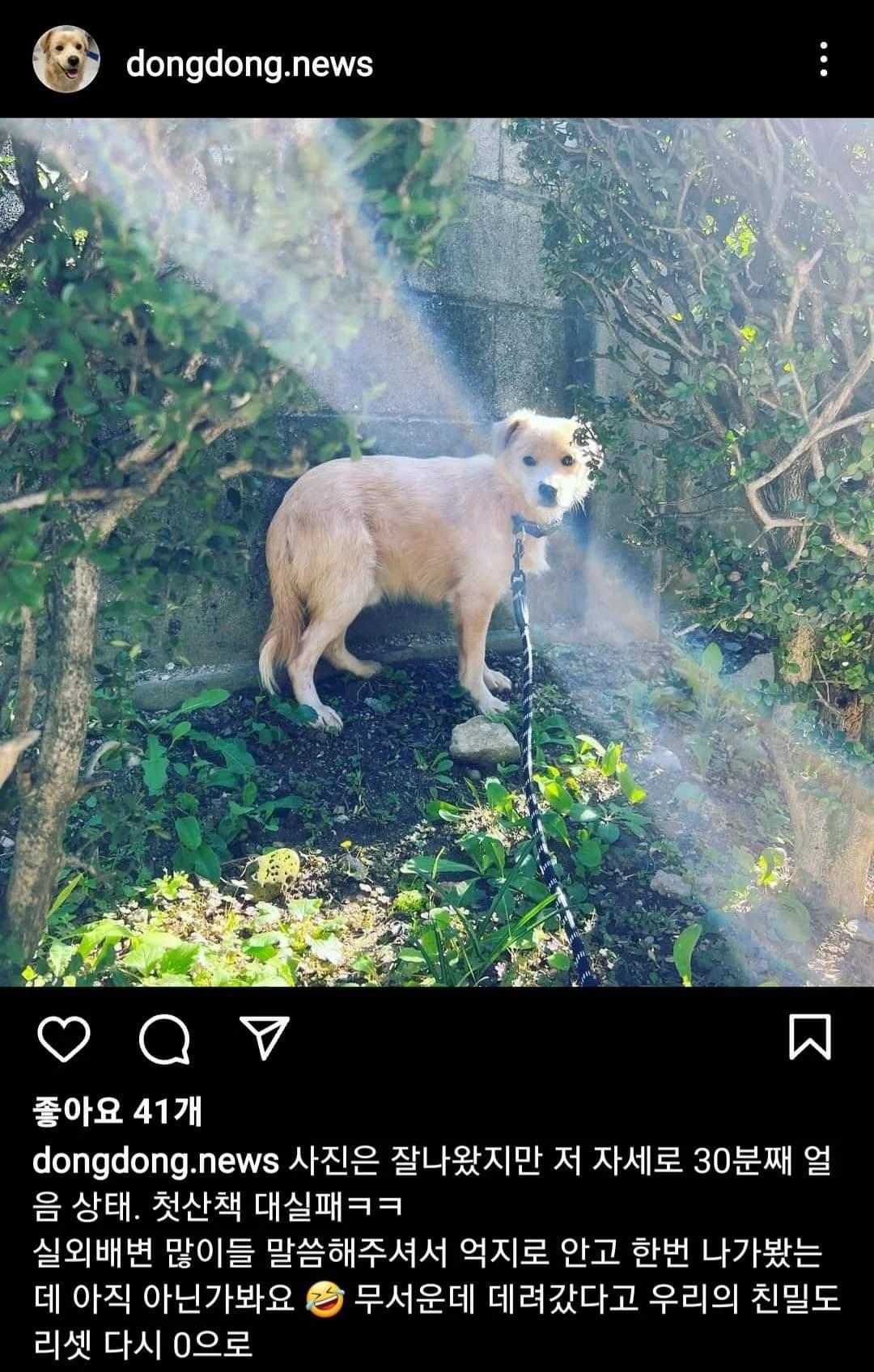 이름도 없던 강아지의 입양 전후 변화