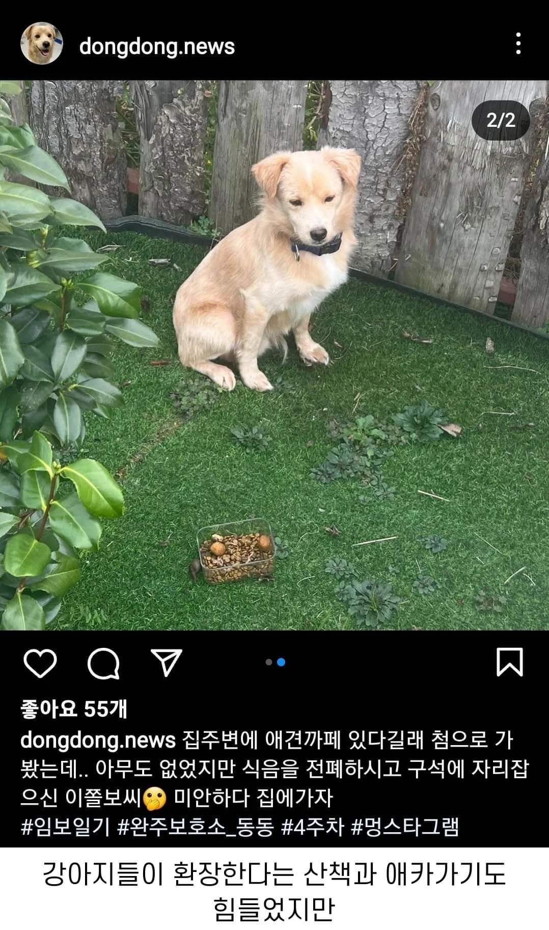이름도 없던 강아지의 입양 전후 변화