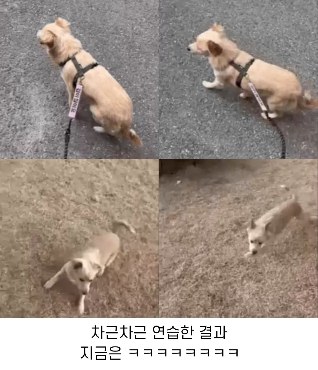 이름도 없던 강아지의 입양 전후 변화
