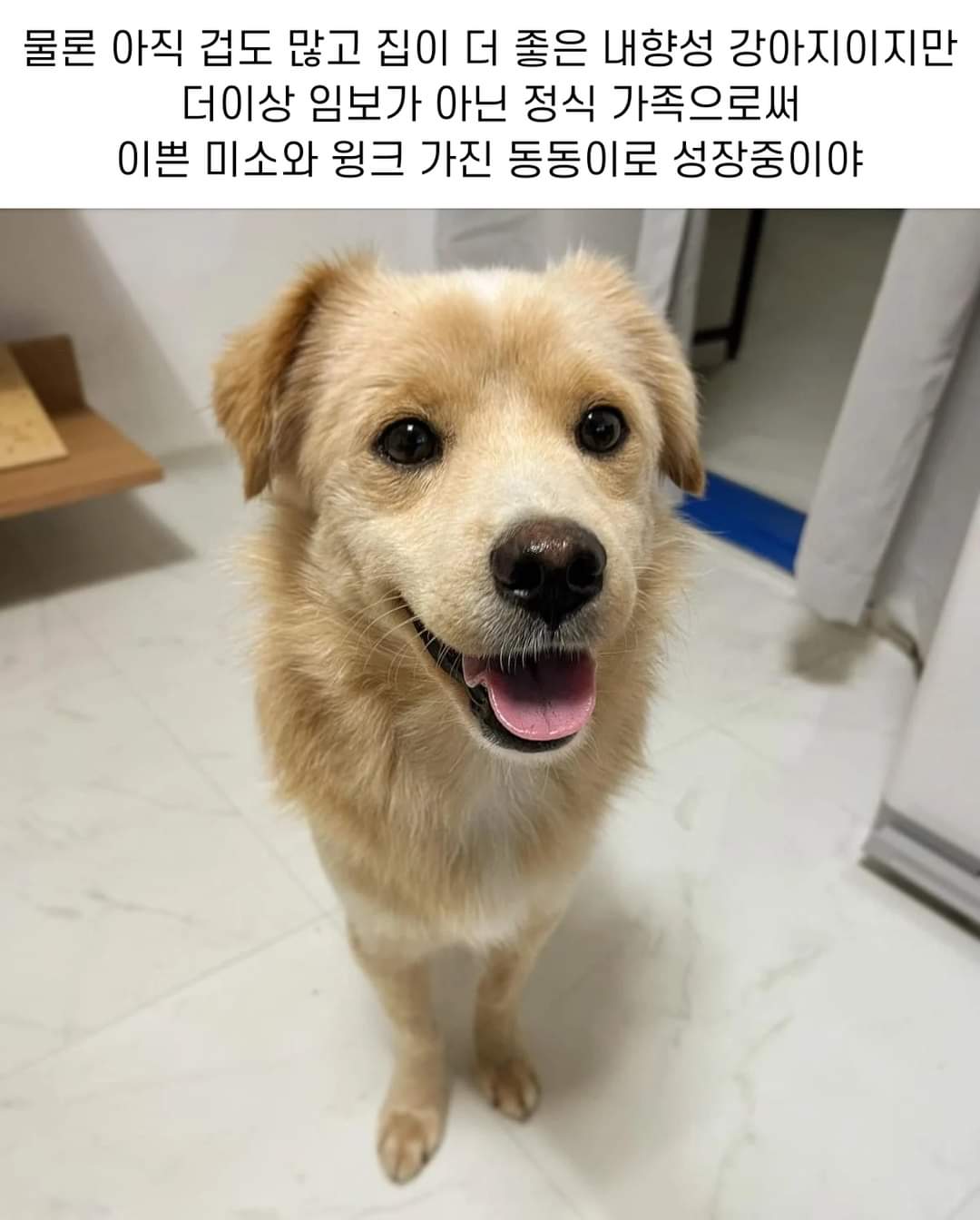 이름도 없던 강아지의 입양 전후 변화