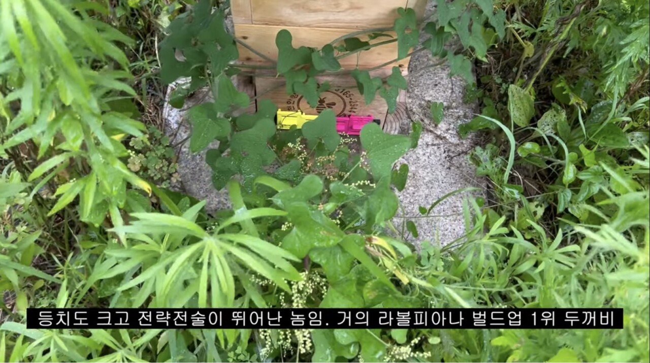 오늘자 양봉유튜버 프응 영상 ㅋㅋ