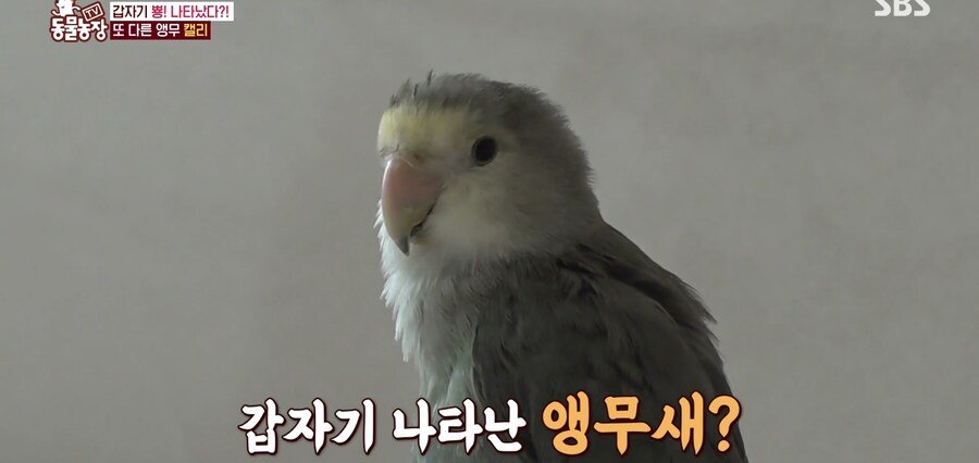 결국 논문거리까지 찾아낸 동물농장 (스압)