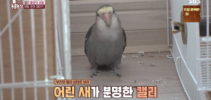 결국 논문거리까지 찾아낸 동물농장 (스압)