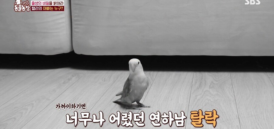 결국 논문거리까지 찾아낸 동물농장 (스압)