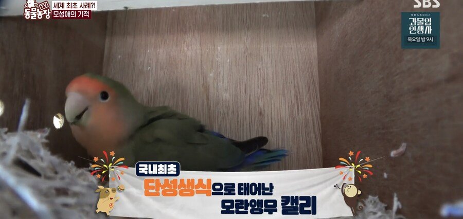 결국 논문거리까지 찾아낸 동물농장 (스압)