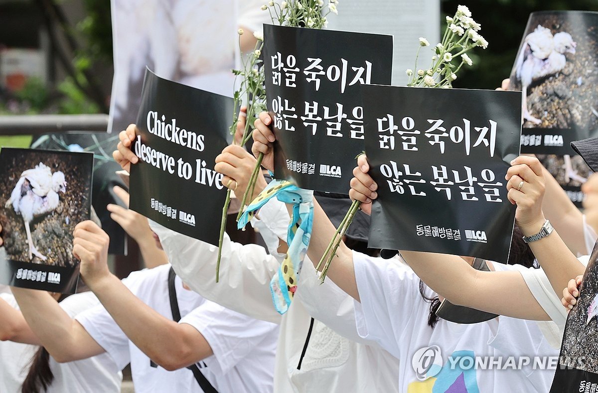 동물단체들 "삼계탕용 닭 생산과정 비윤리적…복날 문화 바꿔야"