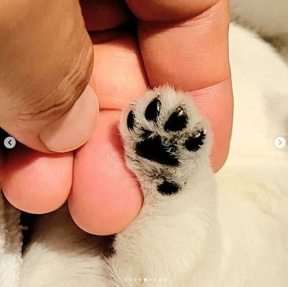 나는 자연인이다 윤택이 입양한 댕댕이