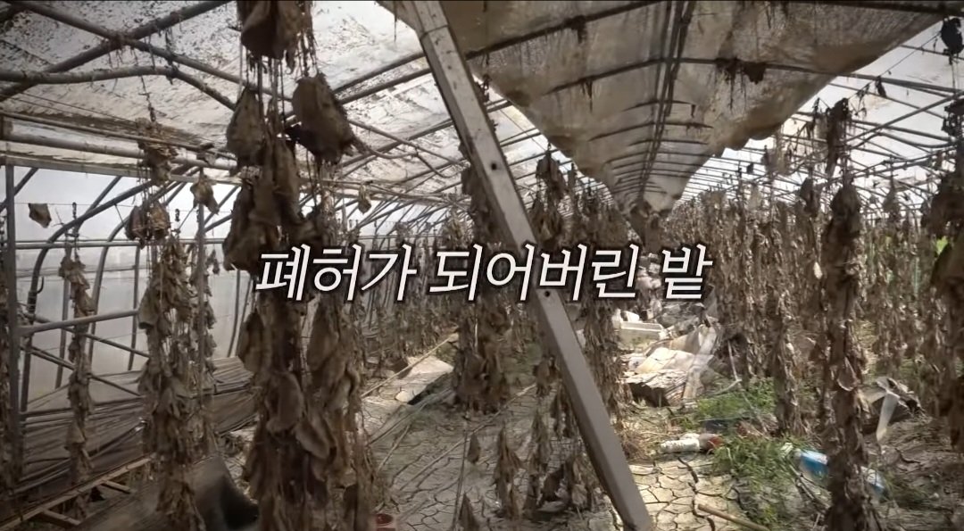 보겸 홍수피해 대전 정뱅이마을 근황 2탄