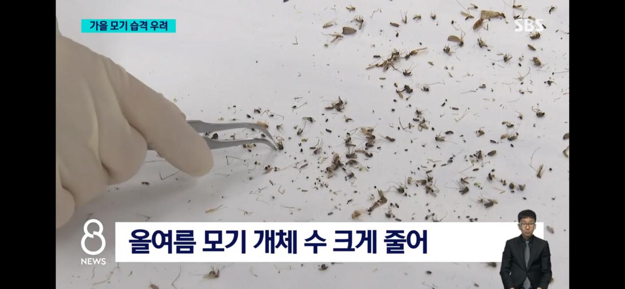 올여름 모기가 없는 이유