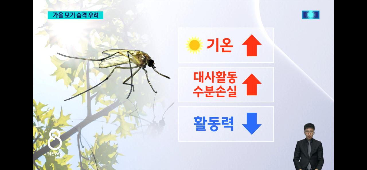 올여름 모기가 없는 이유