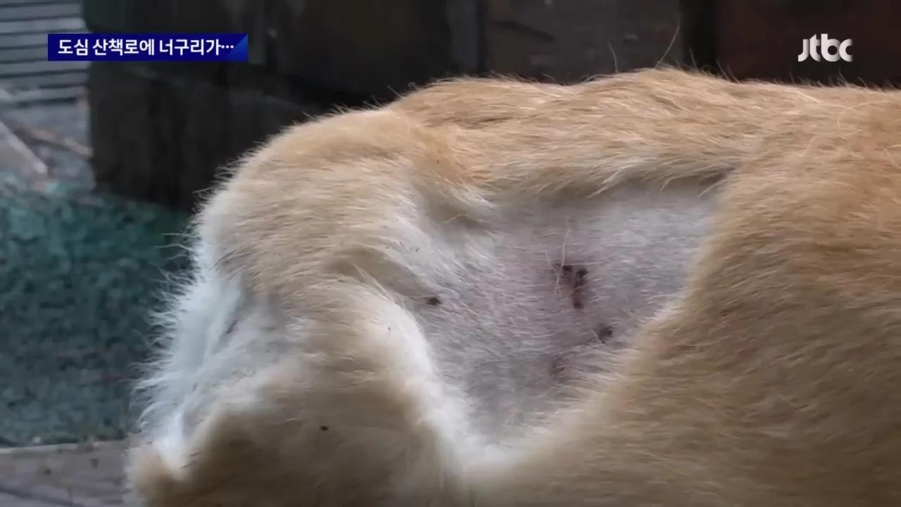"너구리를 만나면 도망가라"…서울 도심 '너구리 습격사건'