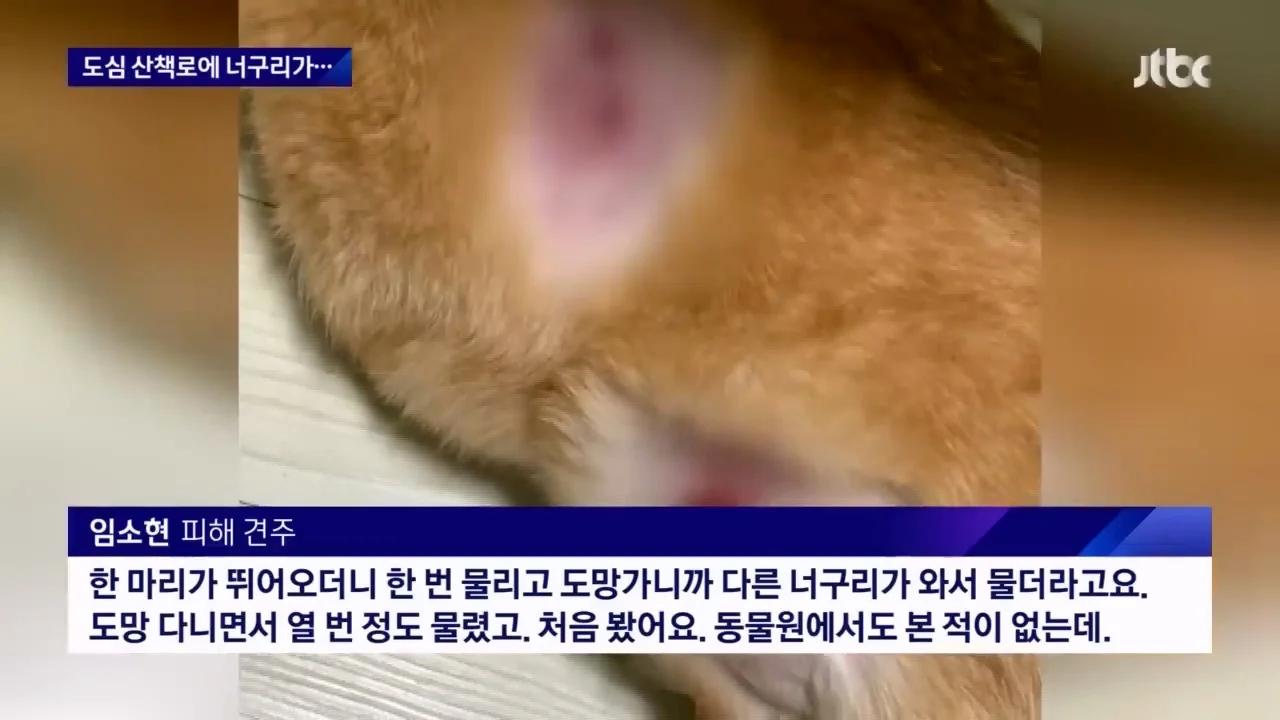 "너구리를 만나면 도망가라"…서울 도심 '너구리 습격사건'