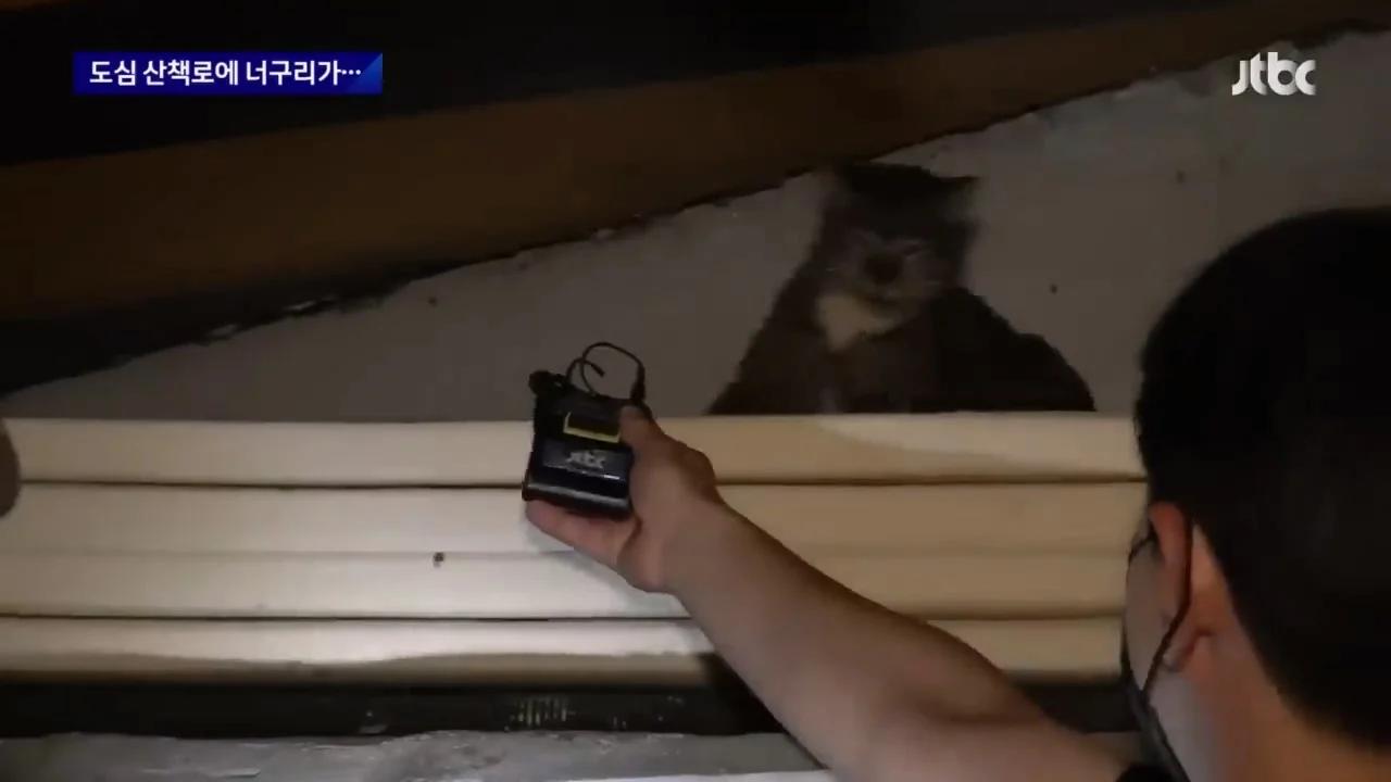 "너구리를 만나면 도망가라"…서울 도심 '너구리 습격사건'