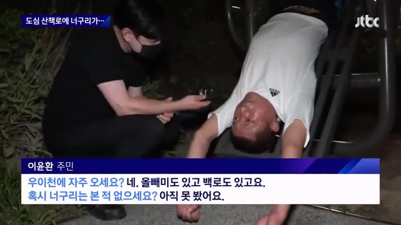 "너구리를 만나면 도망가라"…서울 도심 '너구리 습격사건'