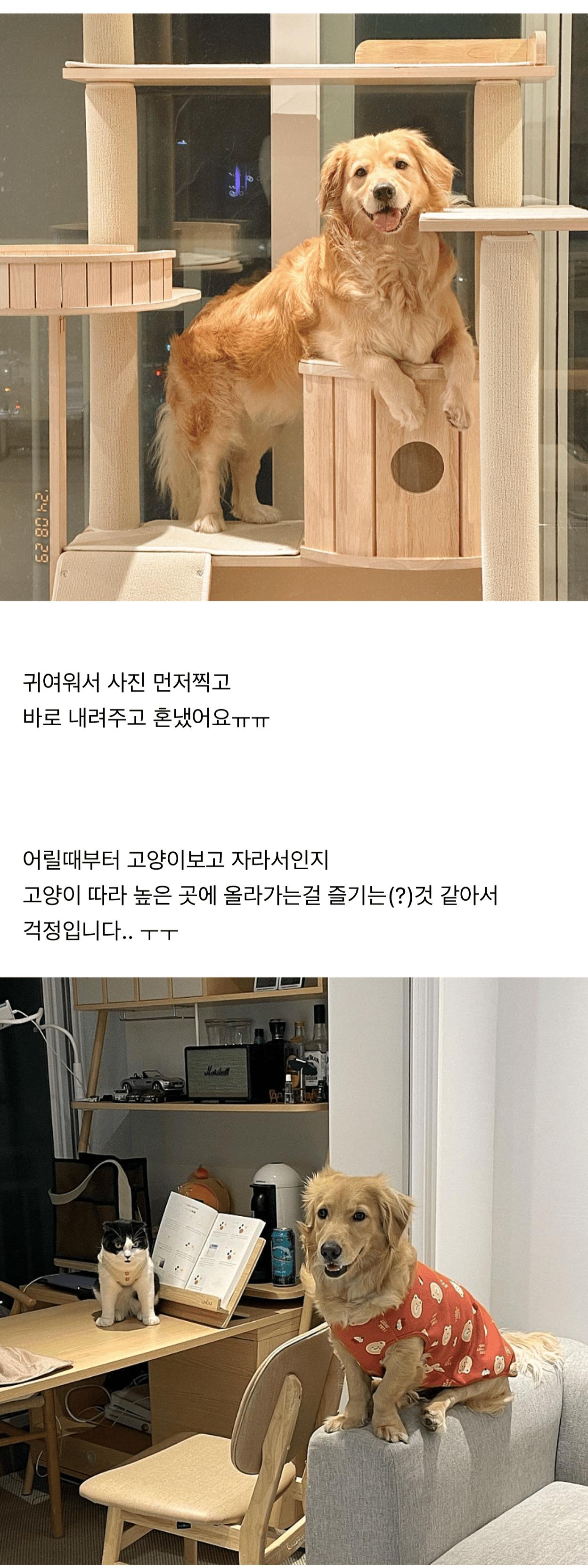 강아지가 자꾸 캣타워에 올라가서 큰일이에요
