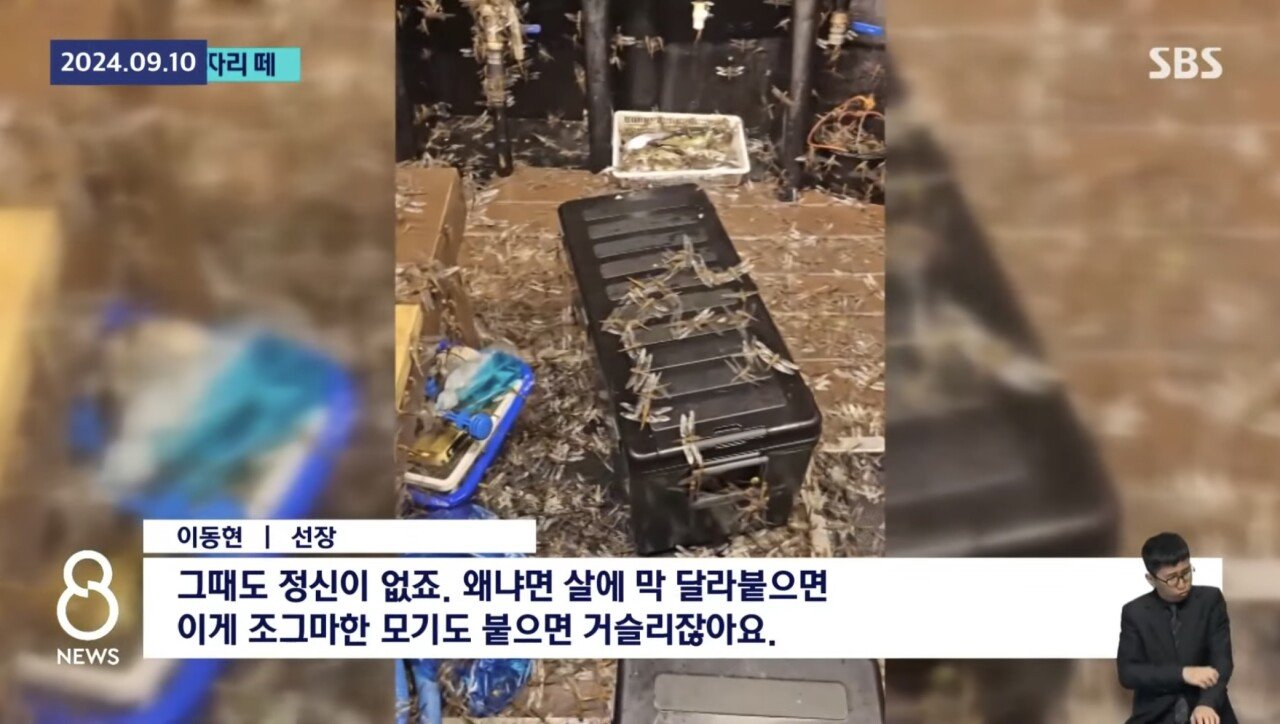 ㅇㅎ) 제주도 앞바다 어선에 미친 잠자리떼 공습