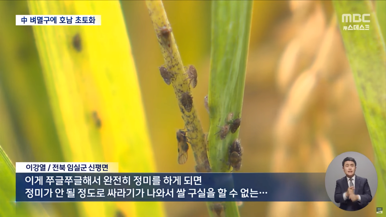 "벼멸구에 논 70% 망가져"..중국 벼멸구로 호남 초토화