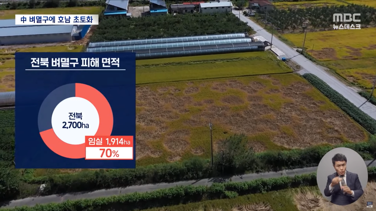 "벼멸구에 논 70% 망가져"..중국 벼멸구로 호남 초토화