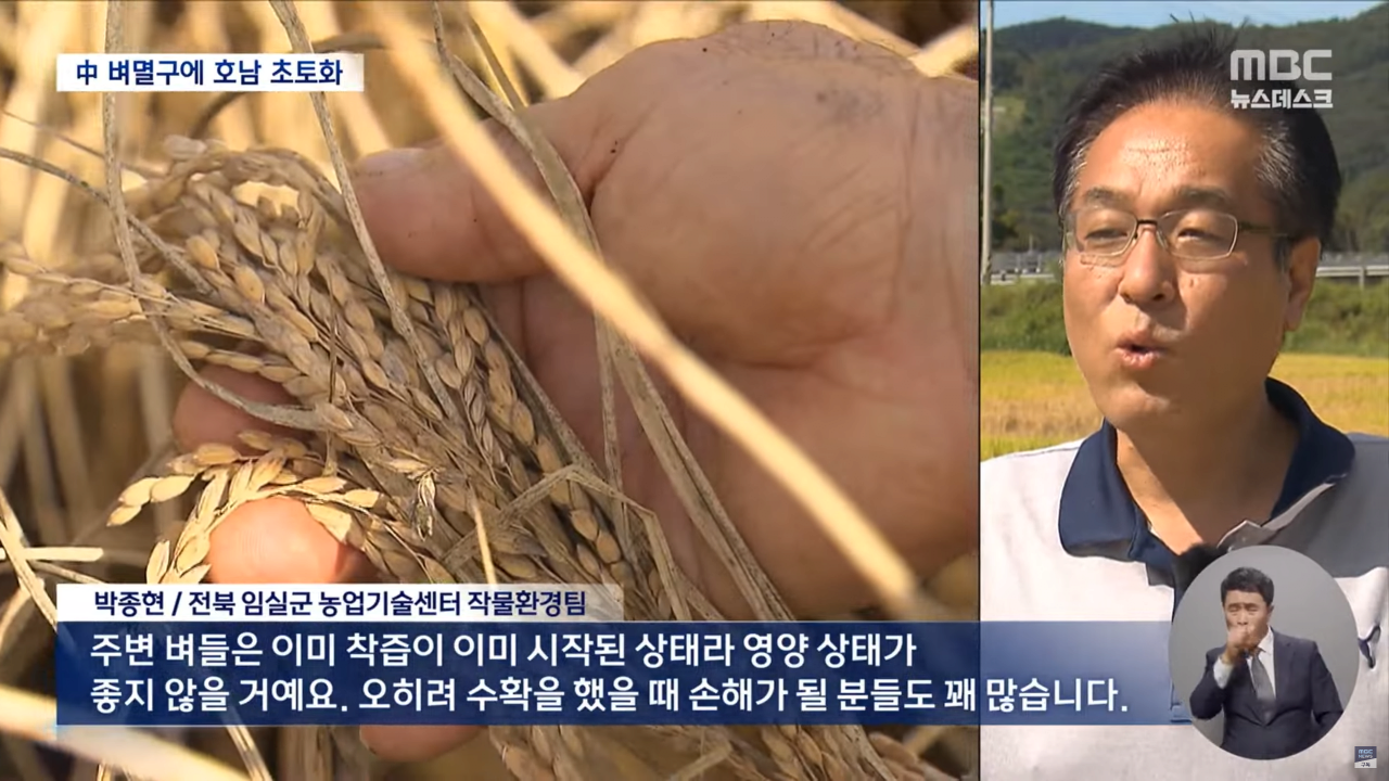 "벼멸구에 논 70% 망가져"..중국 벼멸구로 호남 초토화