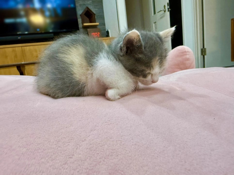 식빵굽는 태어난지 한달차 아기냥이