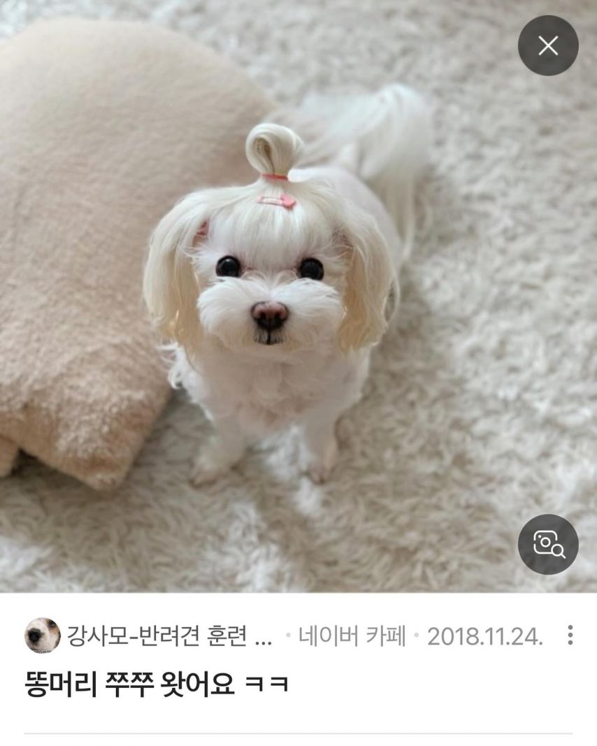 최예나