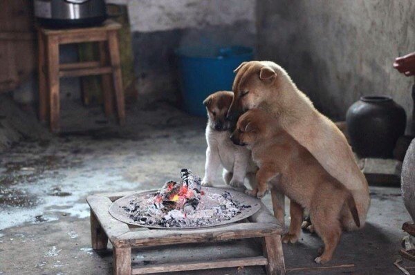 화로 근처가 따뜻한 댕댕이들
