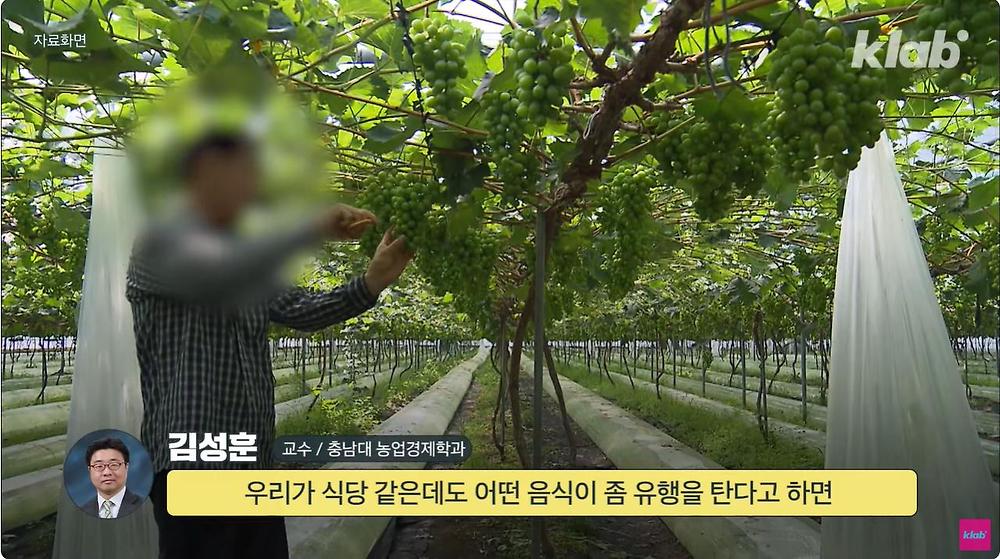 요즘 샤인머스캣 맛이 변한 진짜 이유