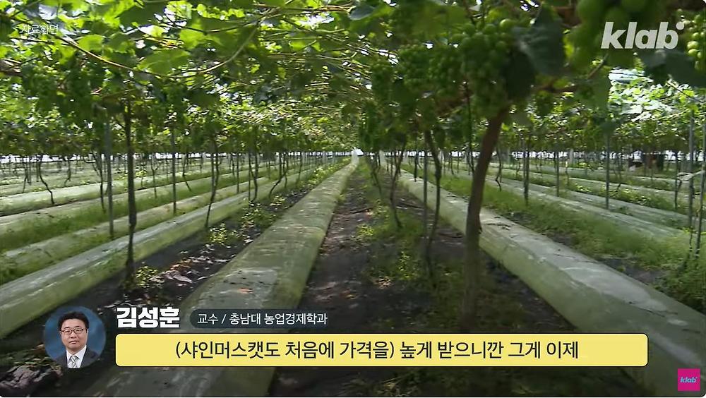 요즘 샤인머스캣 맛이 변한 진짜 이유