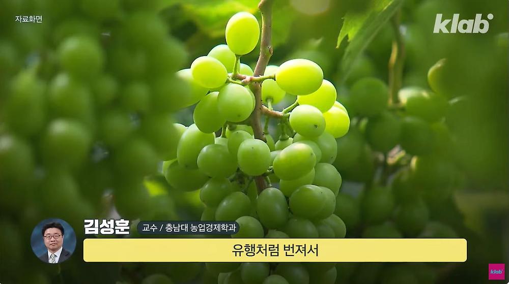 요즘 샤인머스캣 맛이 변한 진짜 이유