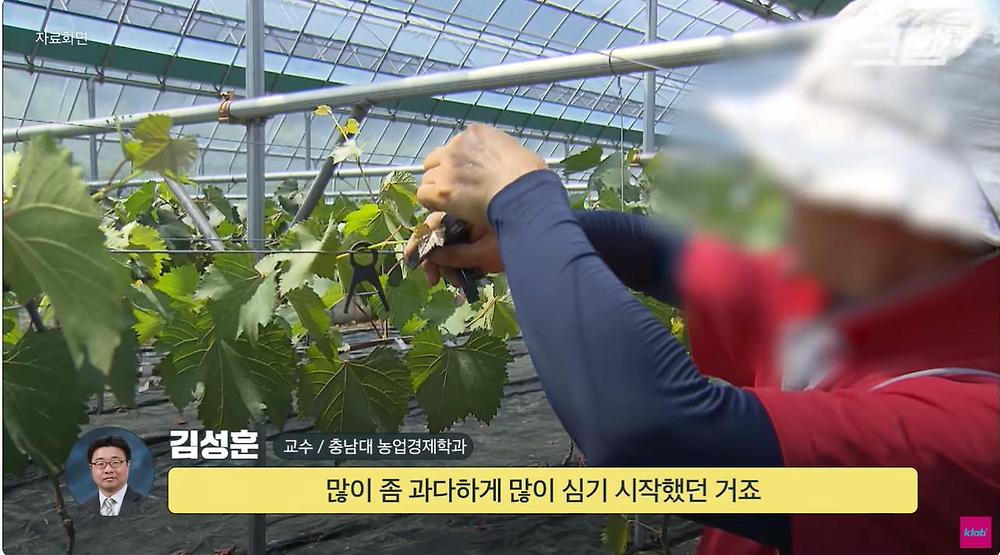 요즘 샤인머스캣 맛이 변한 진짜 이유