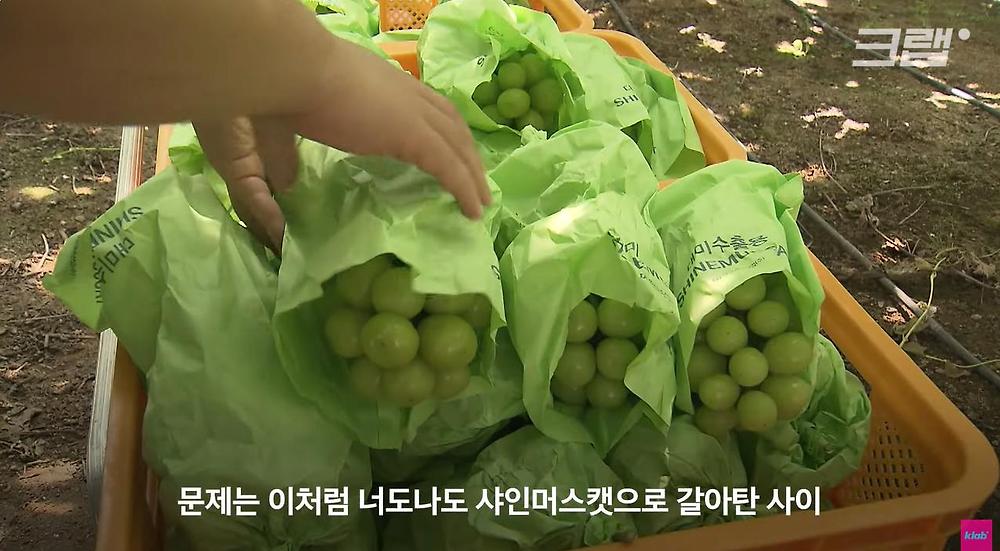 요즘 샤인머스캣 맛이 변한 진짜 이유