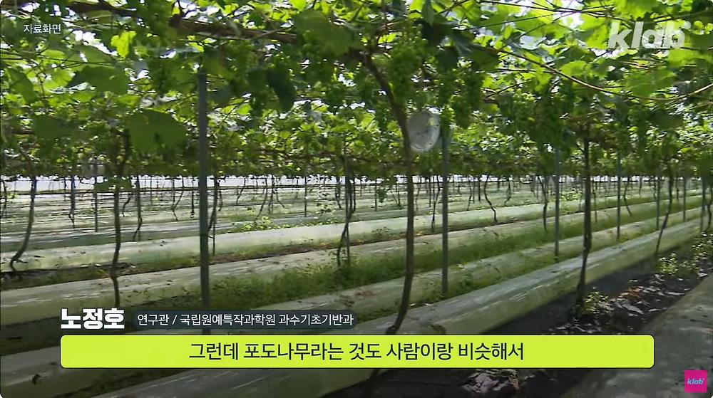 요즘 샤인머스캣 맛이 변한 진짜 이유