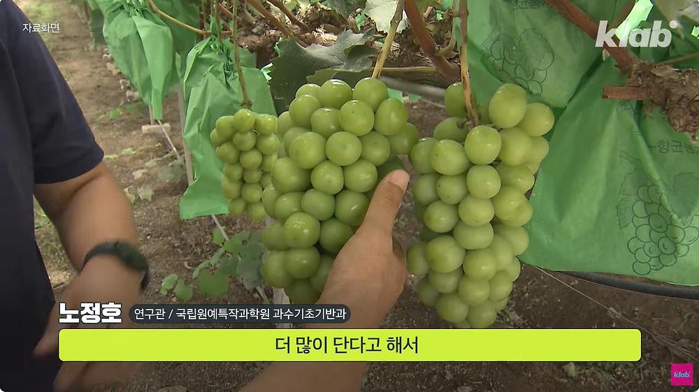 요즘 샤인머스캣 맛이 변한 진짜 이유