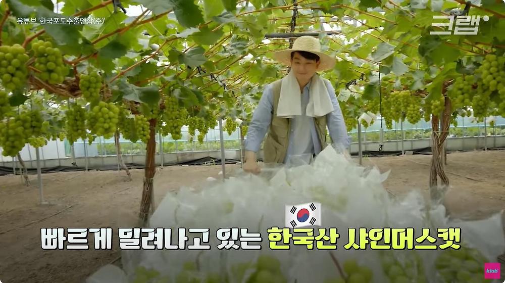 요즘 샤인머스캣 맛이 변한 진짜 이유
