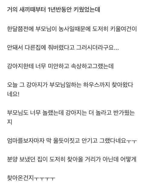 다른 집에 분양보냈던 강아지가 집까지 찾아왔네요ㅜㅜ