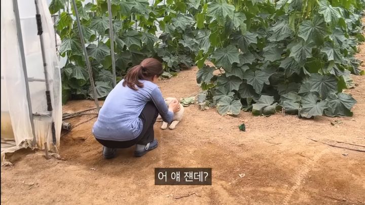 시골 강아지가 살 찌는 이유