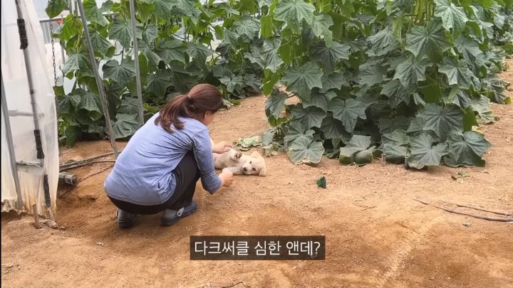 시골 강아지가 살 찌는 이유