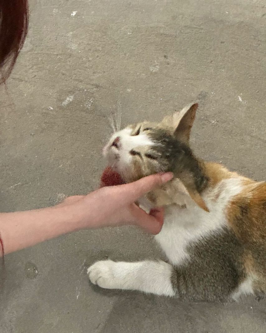 레드벨벳 조이