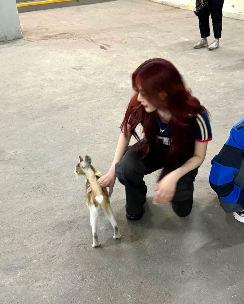 레드벨벳 조이