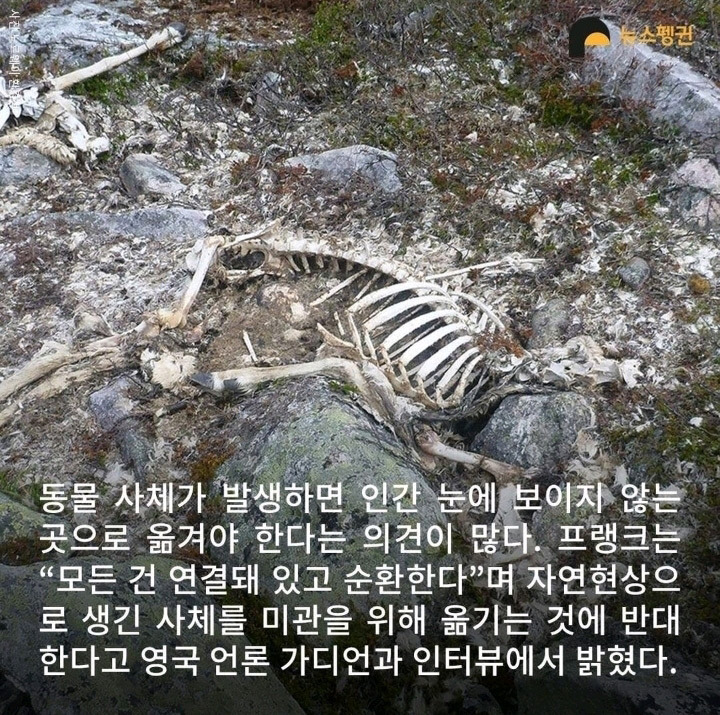 벼락 맞아 죽은 순록 323마리 4년간 방치한 결과