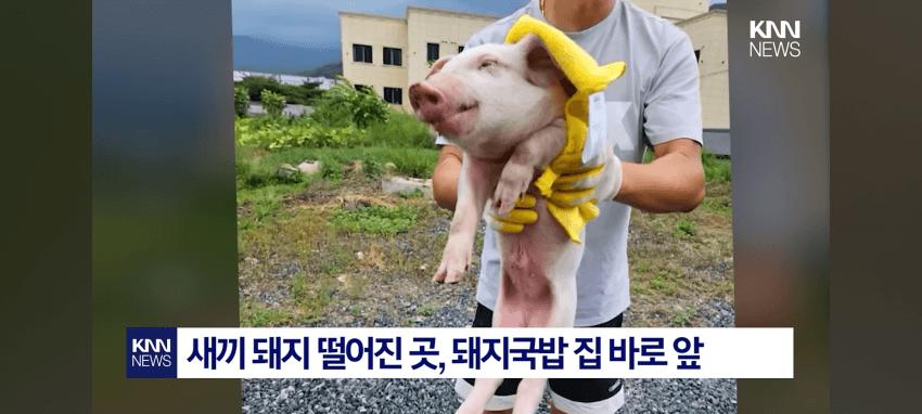 한문철TV) 트럭에서 떨어진 새끼돼지를 구조한 부부 ㅋㅋ