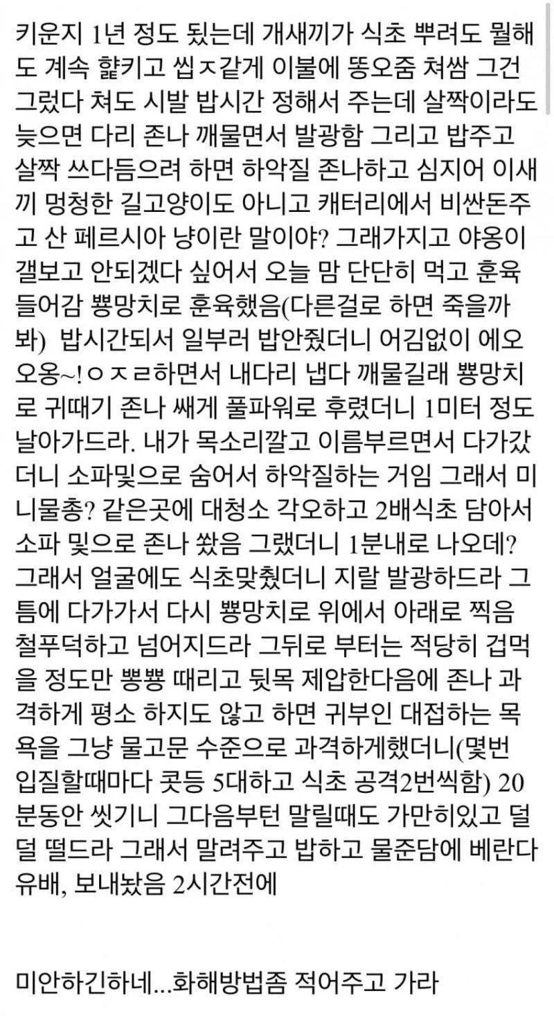 어느 디시인의 고양이 훈육 후기