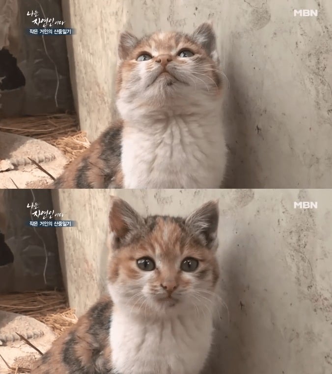 고양이를 산채로 솥에 넣는 자연인