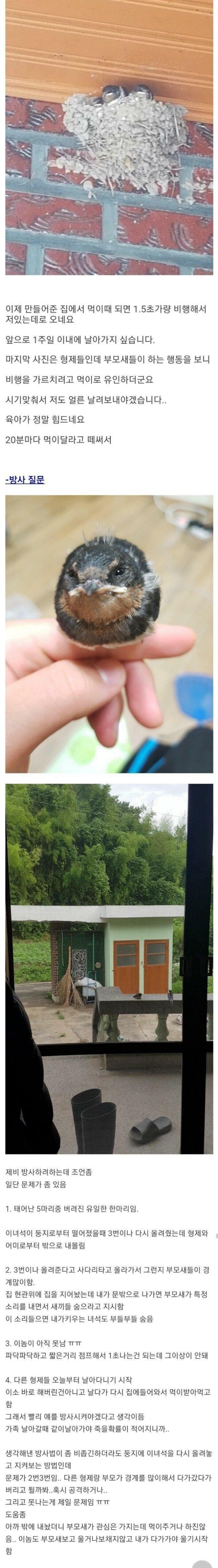 안흔한 디씨인의 새줍 후기