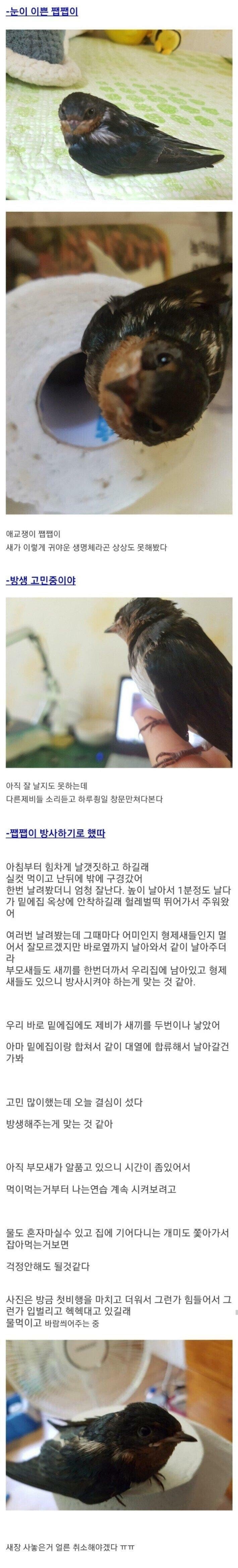 안흔한 디씨인의 새줍 후기