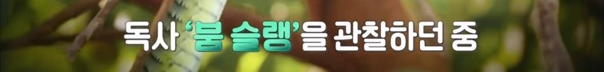 독사에 물렸는데도 치료 거부한 뱀 연구학자