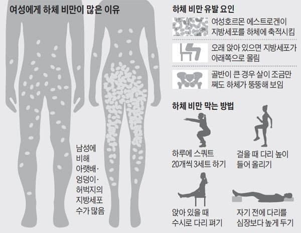 여자에게 하체비만이 많은 이유