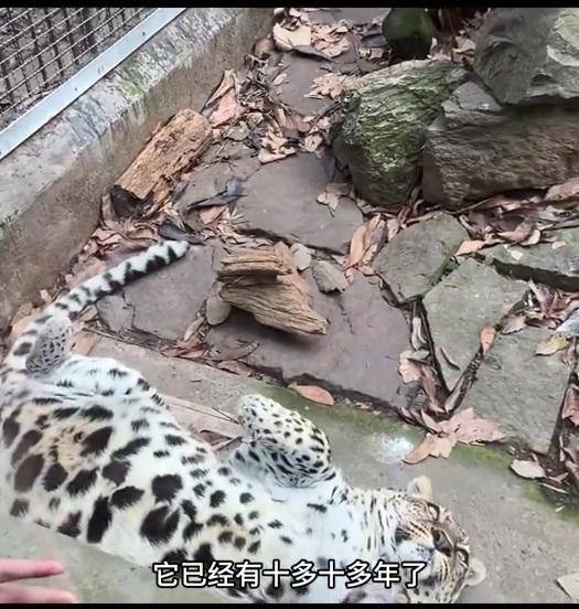 관광객들이 사료 주는 중국 동물원