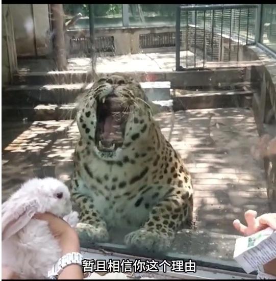 관광객들이 사료 주는 중국 동물원