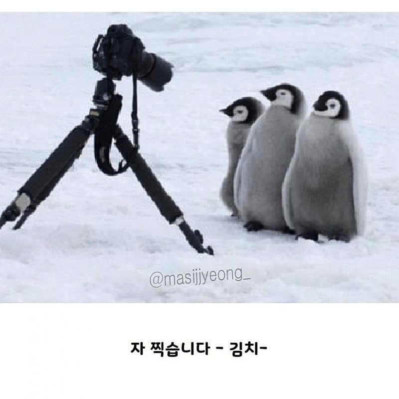 펭귄 다큐가 찍기 힘든 이유